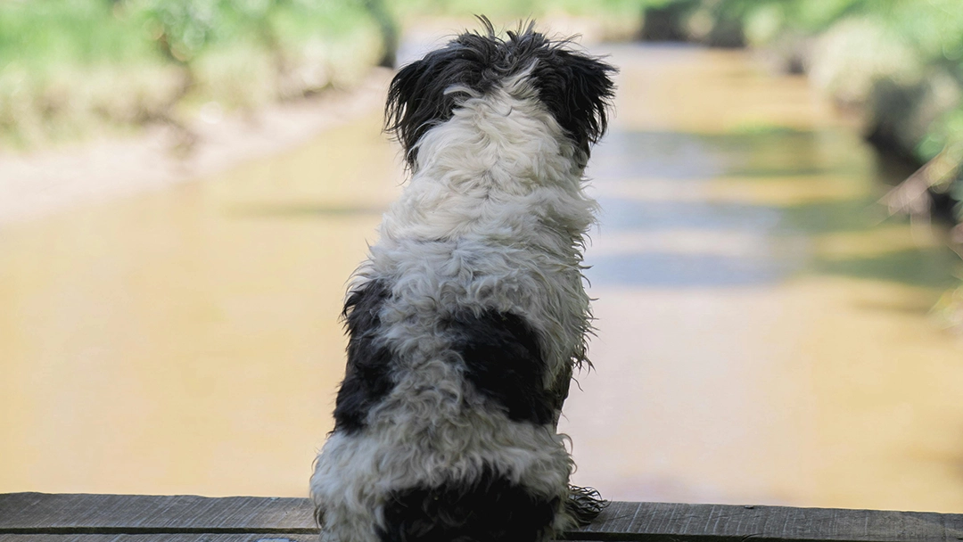 Dog sitting on a dock