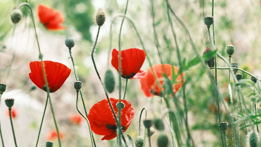poppies