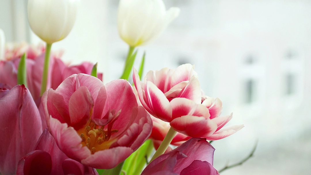 tulips
