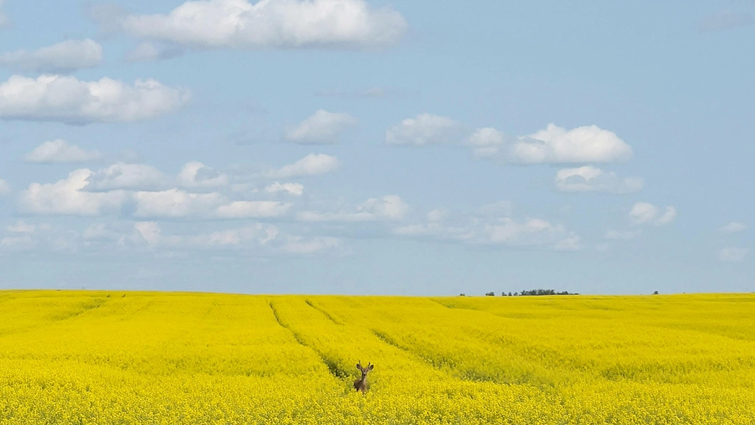 Field
